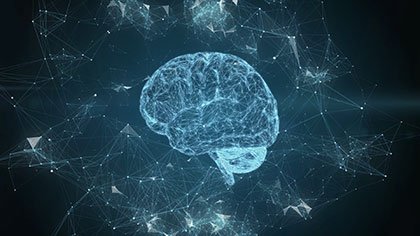 Science Human Brain Web